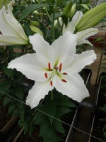 [5349 White Spear DJ No02.JPG]